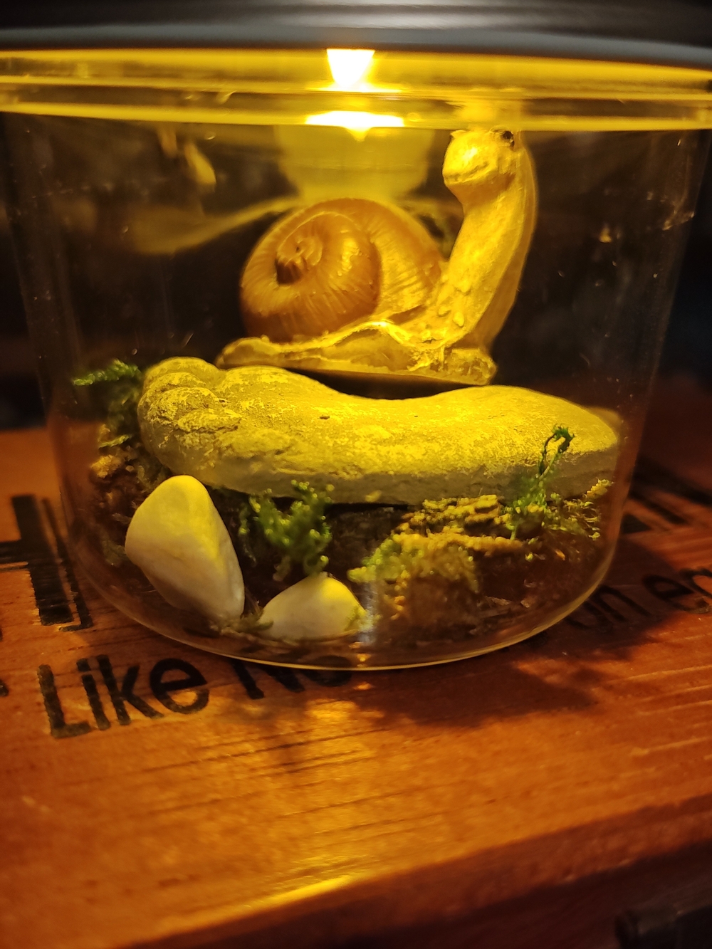 Mini Reptile Terrarium with Yellow Snail Accent
